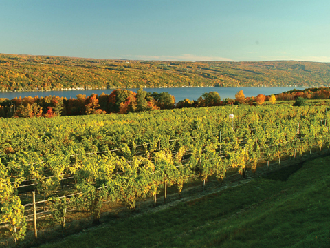 Sprawling vineyards on the grounds.